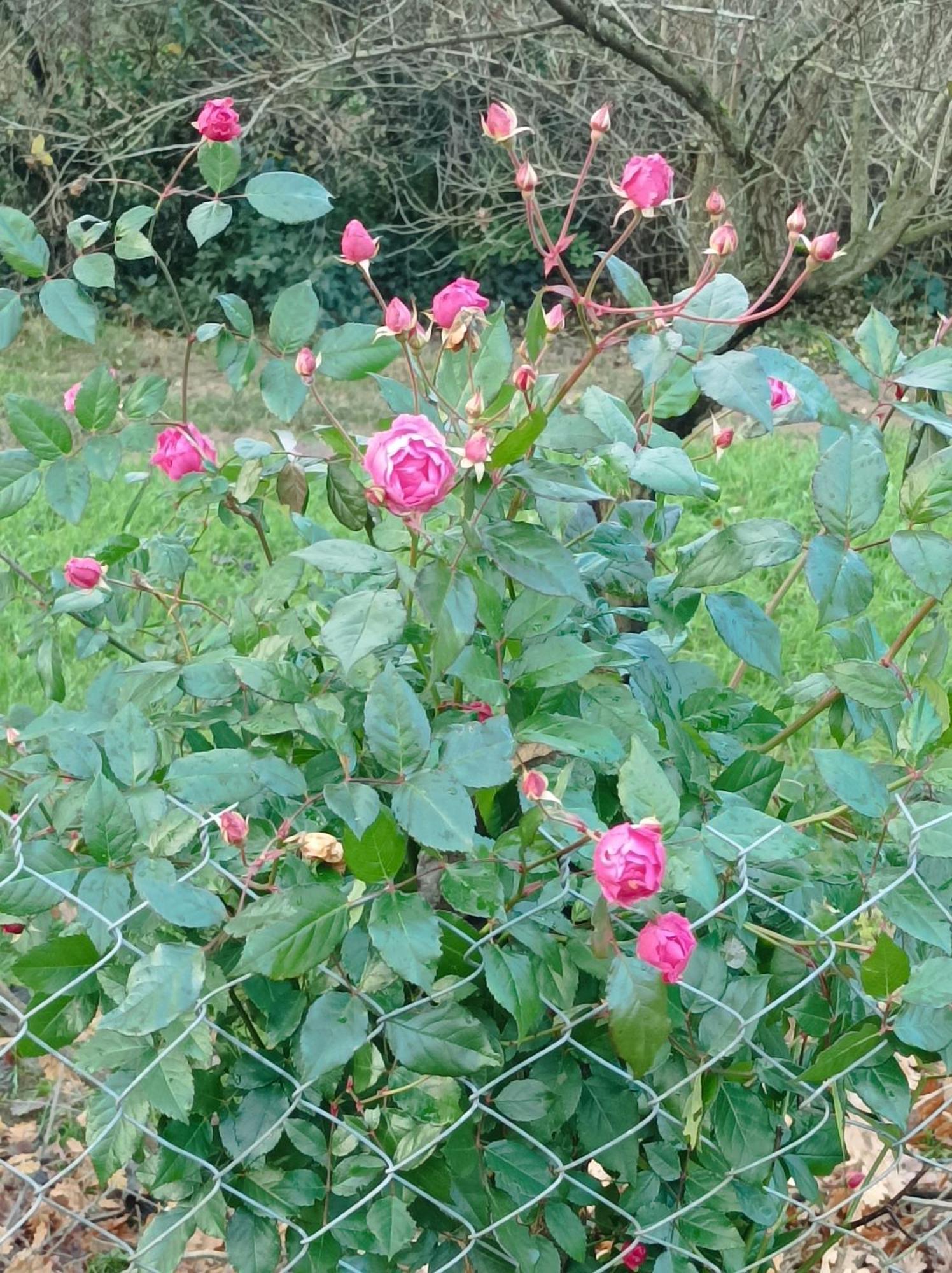 Villa De Cammas 몽토방 외부 사진